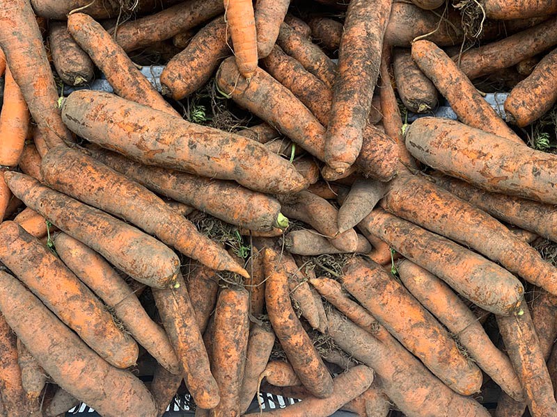 Carrots Dirty