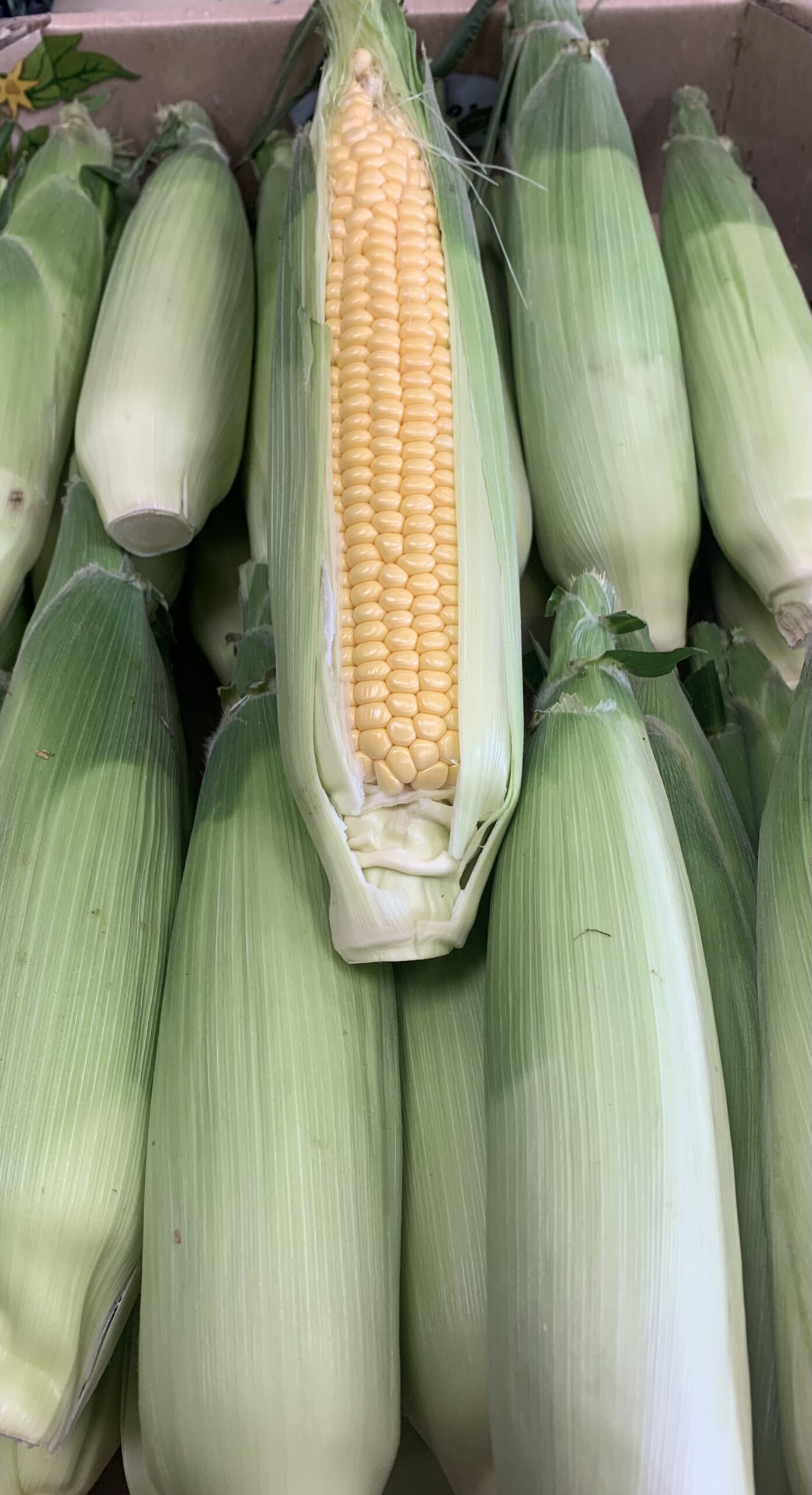 Corn on the Cob