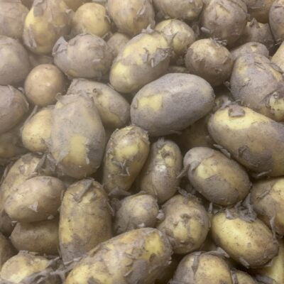 Potatoes Italian Autumn crop